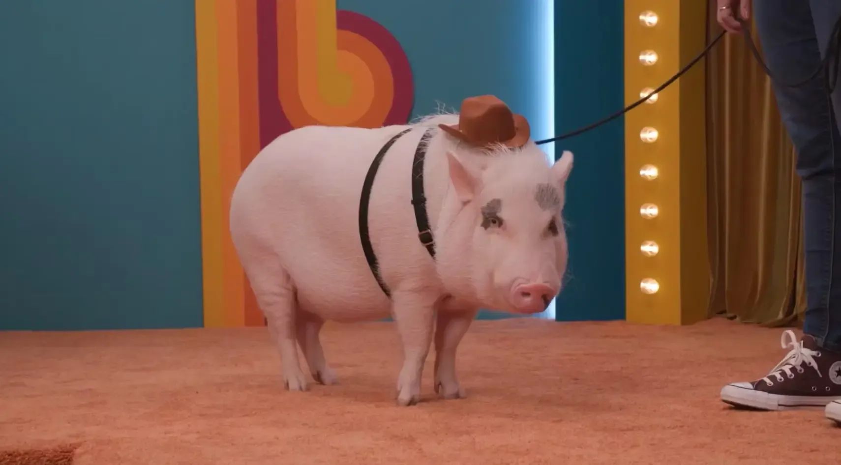 A large pink pig wearing a tiny cowboy hat is on a leash in a carpeted sound stage.